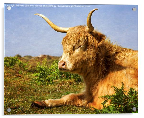 Highland Cows. Sleepy In The Sunshine With Texture Acrylic by Linsey Williams