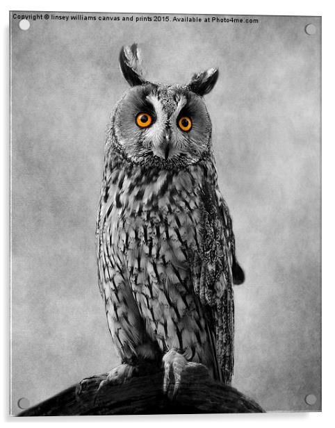Long Eared Owl Acrylic by Linsey Williams
