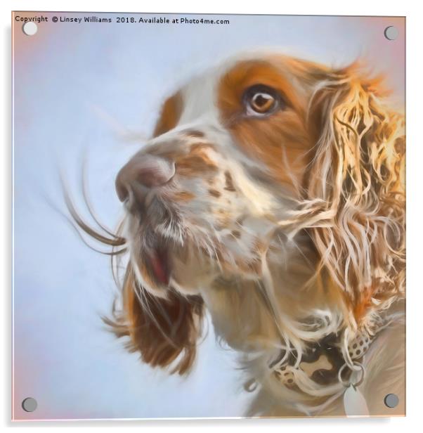 English Springer Spaniel  Acrylic by Linsey Williams
