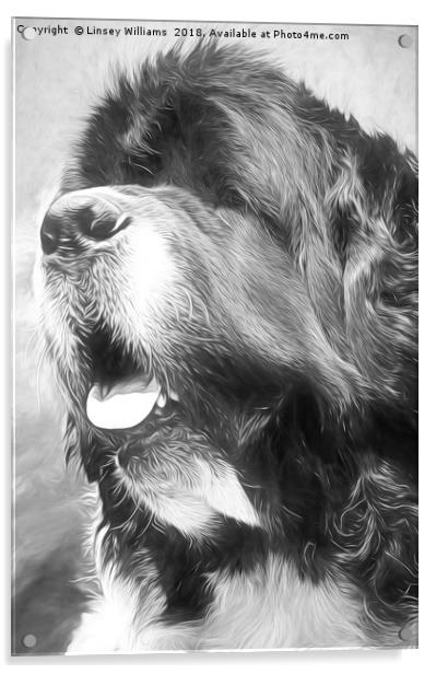 Newfoundland Dog Acrylic by Linsey Williams