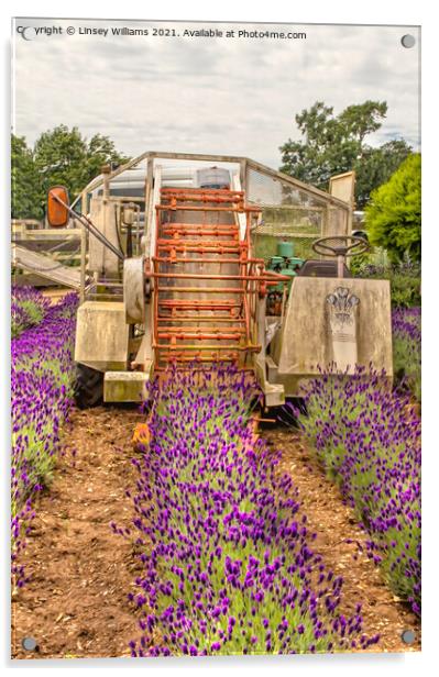 Vintage Lavender Harvester Acrylic by Linsey Williams
