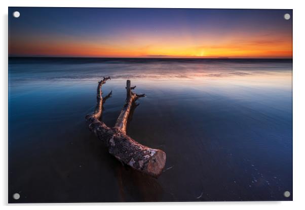 Berrow beach Driftwood...  Acrylic by J.Tom L.Photography