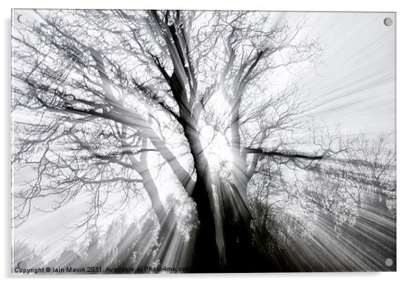 Spooky Tree Acrylic by Iain Mavin