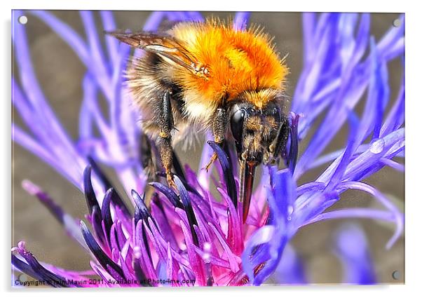 1st Bee of Summer Acrylic by Iain Mavin