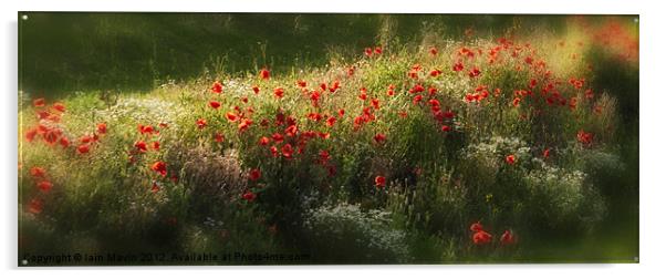 Poppies Acrylic by Iain Mavin