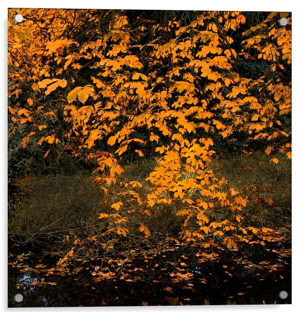 Falling Leaves III Acrylic by Iain Mavin