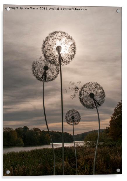 Dandelion Sun Acrylic by Iain Mavin