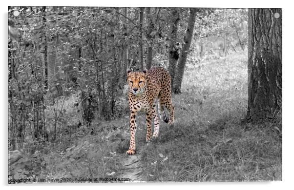 Cheetah on the Prowl Acrylic by Iain Mavin