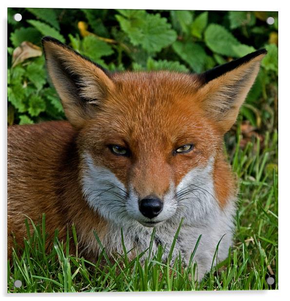 Foxy Acrylic by CATSPAWS 