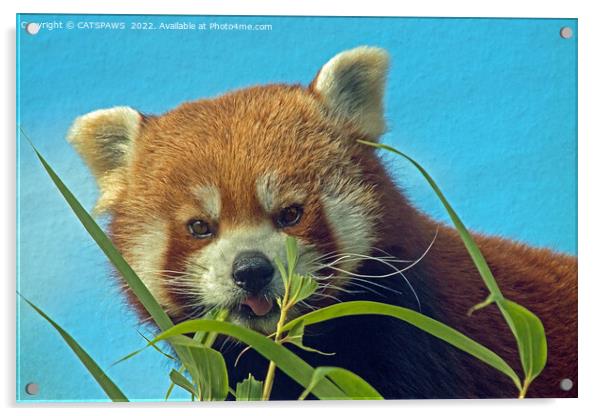 RED PANDA Acrylic by CATSPAWS 