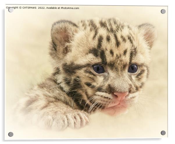 CUTE CLOUDED LEOPARD CUB Acrylic by CATSPAWS 