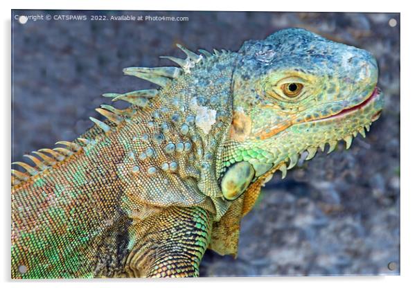 WEST INDIAN IGUANA Acrylic by CATSPAWS 