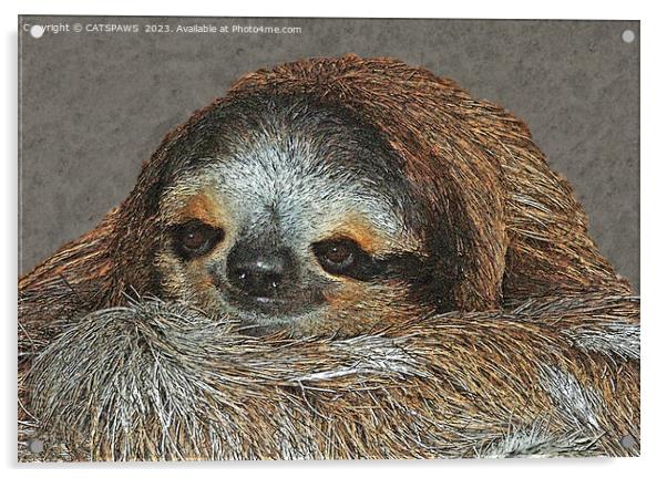 SLOTH LOVE Acrylic by CATSPAWS 