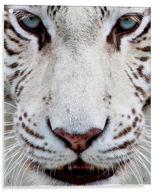 EYES OF THE WHITE TIGER Acrylic by CATSPAWS 