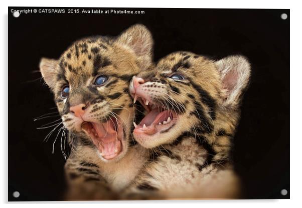  CLOUDED LEOPARD CUBS LOVE Acrylic by CATSPAWS 