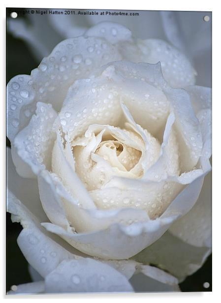 Soft Rose Acrylic by Nigel Hatton