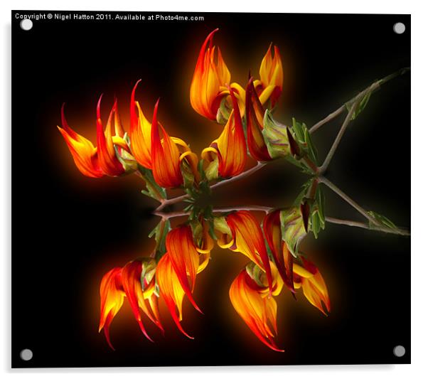 Flame Flower Acrylic by Nigel Hatton