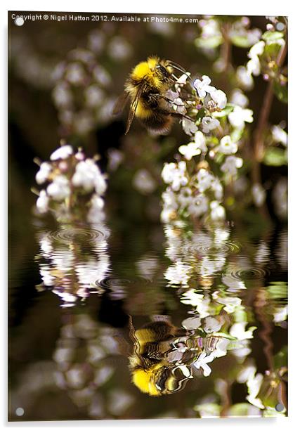 Bee Reflection Acrylic by Nigel Hatton