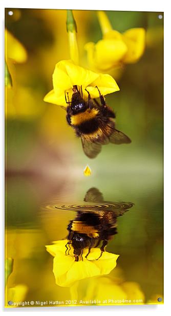 Bee on a Jasmine Acrylic by Nigel Hatton