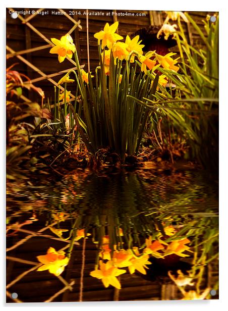 Daffodils Acrylic by Nigel Hatton