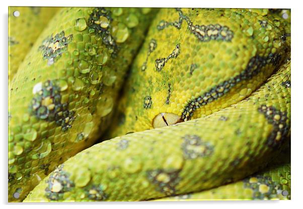 Juvenile Aru Green Tree Python Acrylic by Amanda Lucas