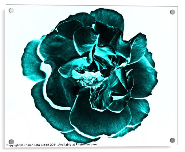 teal rose Acrylic by Sharon Lisa Clarke