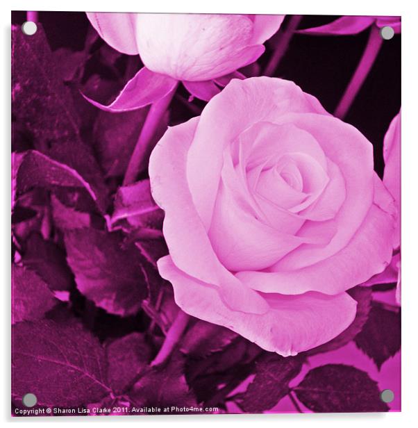 plum rose Acrylic by Sharon Lisa Clarke