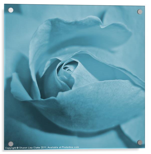 Pale blue rose Acrylic by Sharon Lisa Clarke