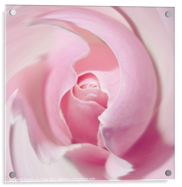 Delicate swirl of pink rose Acrylic by Sharon Lisa Clarke