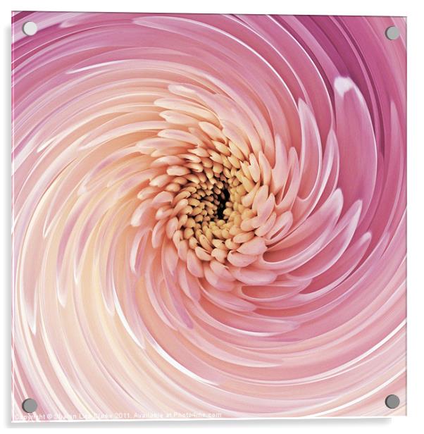 Swirl of Pink Acrylic by Sharon Lisa Clarke