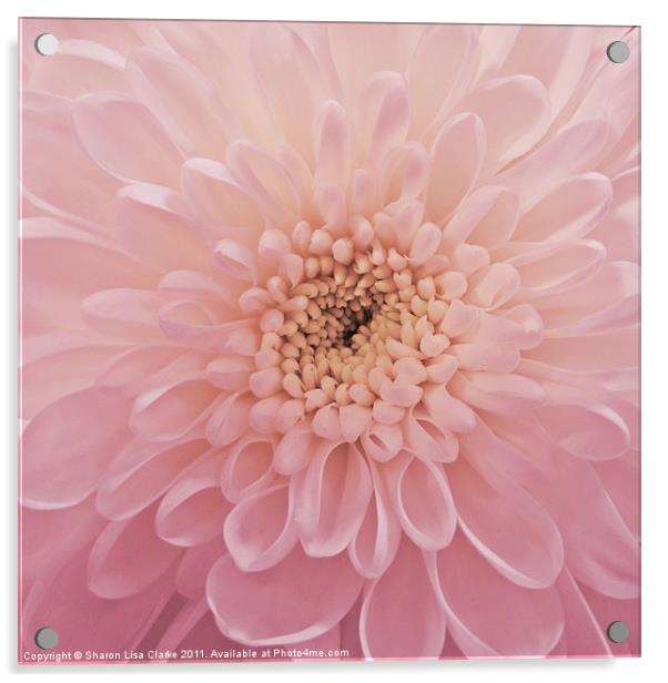 Perfect Petals Acrylic by Sharon Lisa Clarke
