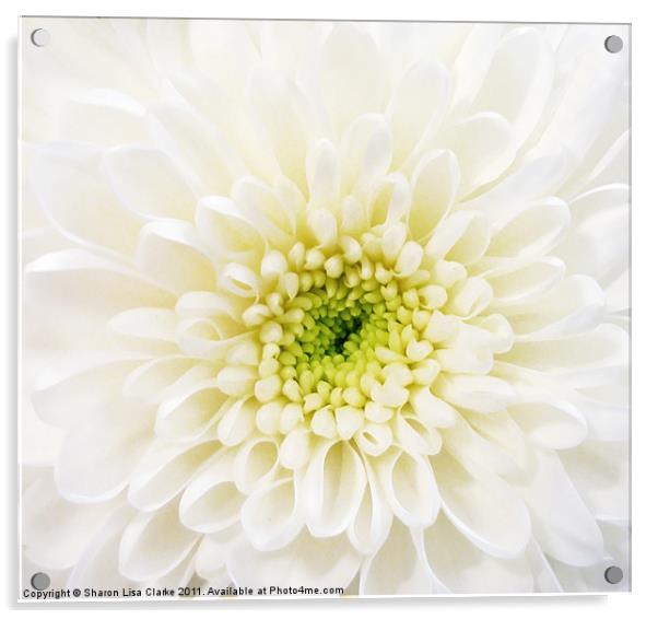 White Chrysanthemum Acrylic by Sharon Lisa Clarke