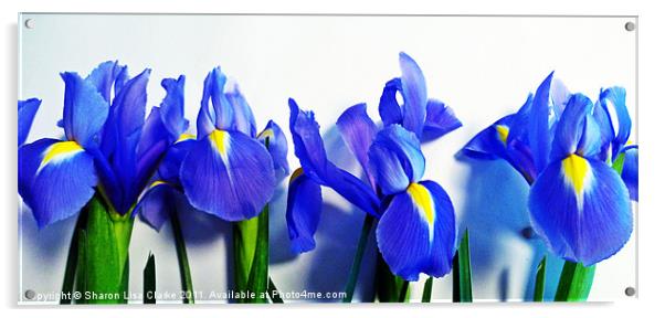 Irises Acrylic by Sharon Lisa Clarke