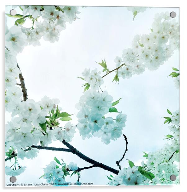 Sky Blossom Acrylic by Sharon Lisa Clarke