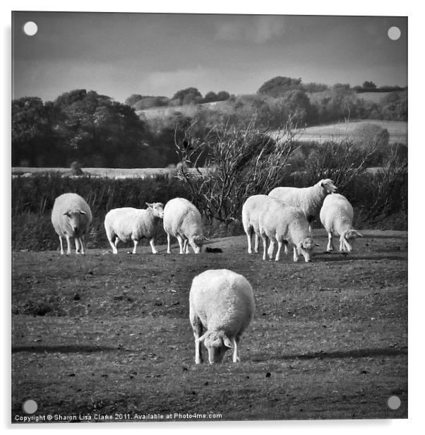 Grazing sheep Acrylic by Sharon Lisa Clarke