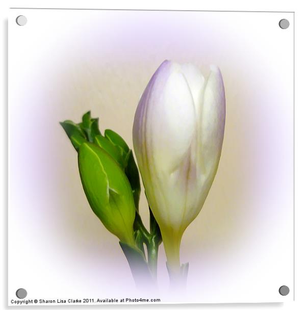 Lilac freesia Acrylic by Sharon Lisa Clarke
