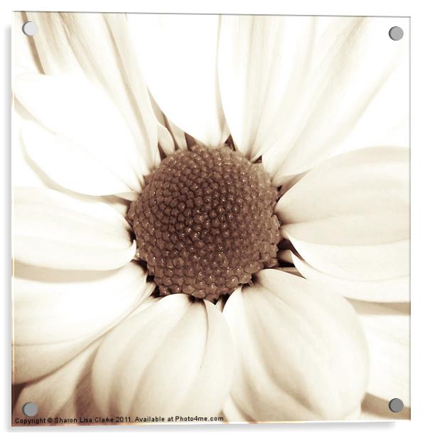 Chrysanthemum Acrylic by Sharon Lisa Clarke