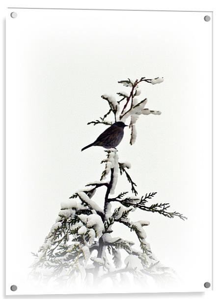 Song bird Acrylic by Sharon Lisa Clarke