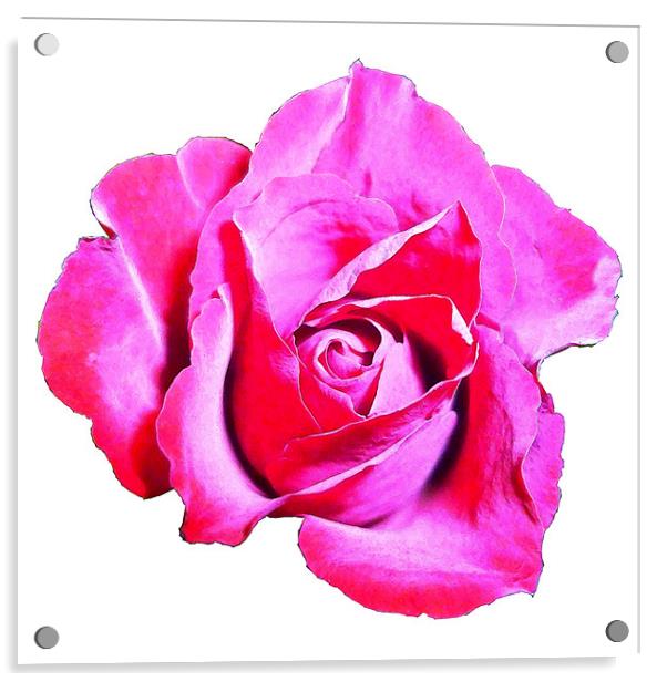 Cerise rose Acrylic by Sharon Lisa Clarke