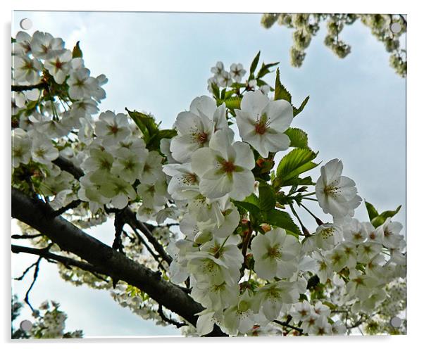 Apple blossom Acrylic by Sharon Lisa Clarke