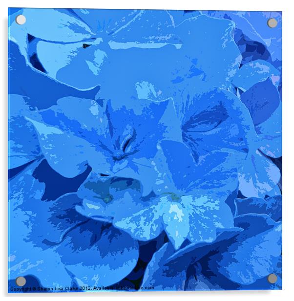 Hydrangea Acrylic by Sharon Lisa Clarke