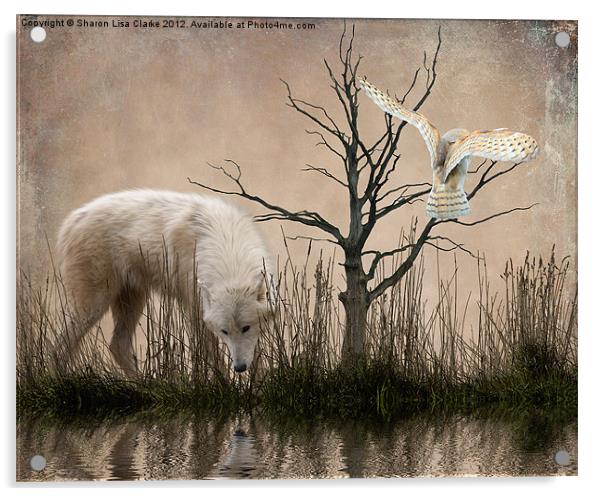 Woodland Wolf reflected Acrylic by Sharon Lisa Clarke