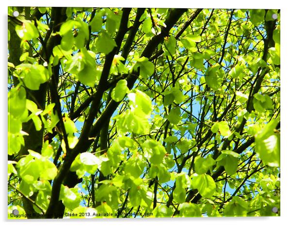 Spring Green Acrylic by Sharon Lisa Clarke