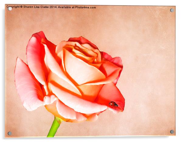 Lady Rose Acrylic by Sharon Lisa Clarke