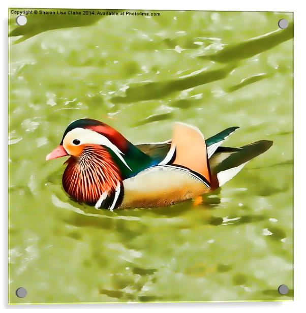 Mandarin duck Acrylic by Sharon Lisa Clarke