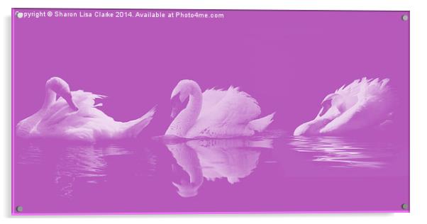 Swans Acrylic by Sharon Lisa Clarke