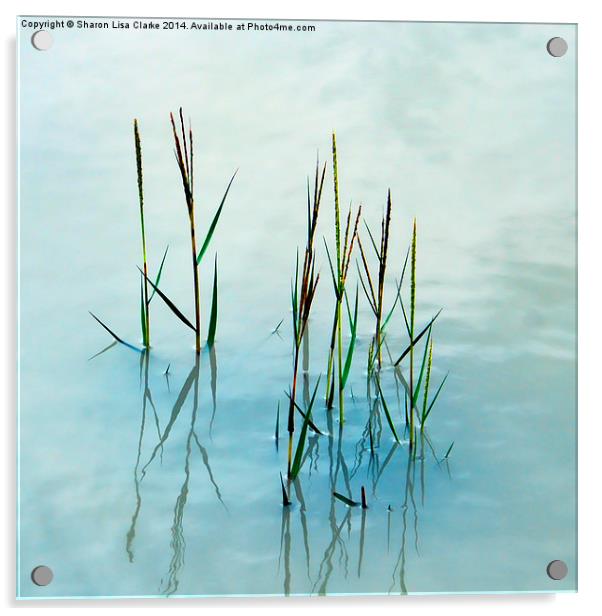  Water grass Acrylic by Sharon Lisa Clarke