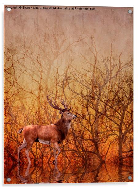 Stag Deer Acrylic by Sharon Lisa Clarke