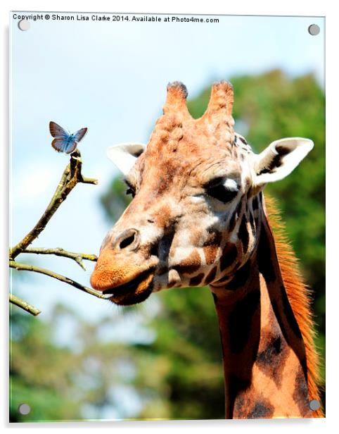  Just a Giraffe and a friend Acrylic by Sharon Lisa Clarke