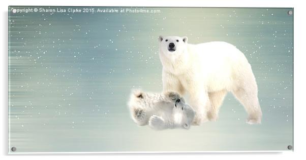  Arctic Family pano Acrylic by Sharon Lisa Clarke